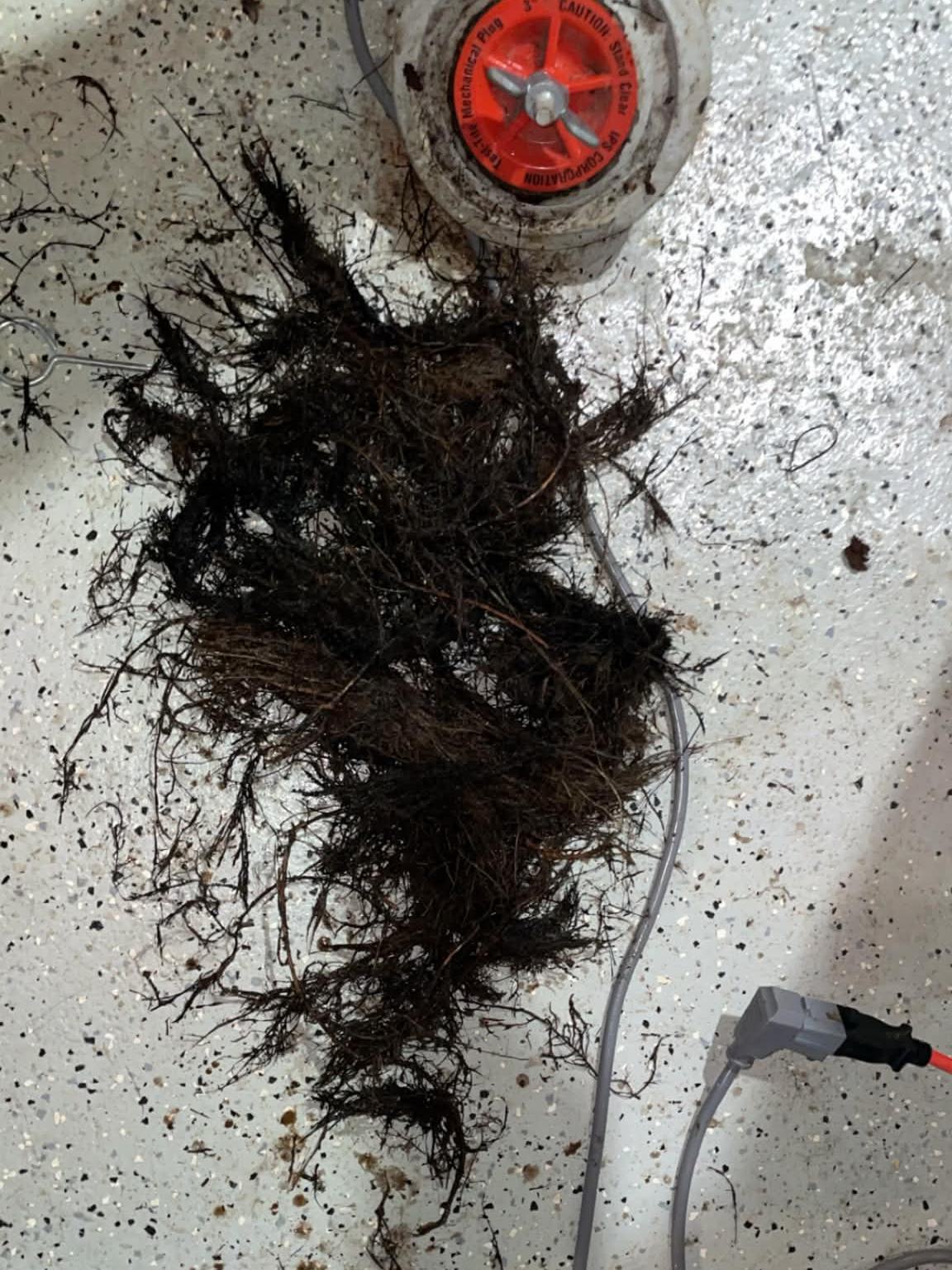 The full mass of tree roots and hair pulled out of the drain line, piled on the floor next to the open 3-inch cleanout